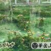 Monet's-pond